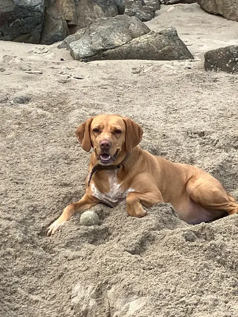 chienne reunited   35190 Saint-Domineuc Bamboo