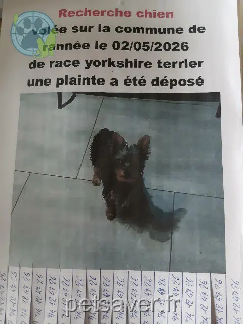chienne reunited   35130 La Guerche-de-Bretagne Chipye