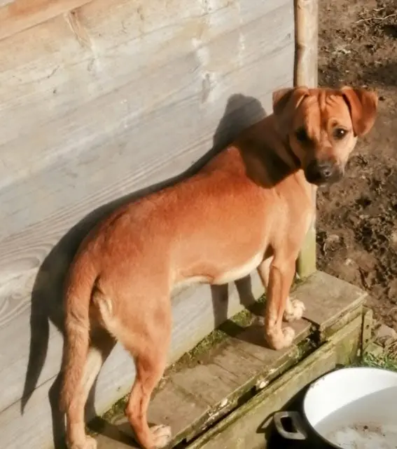chienne reunited   35460 Maen-Roch Praline