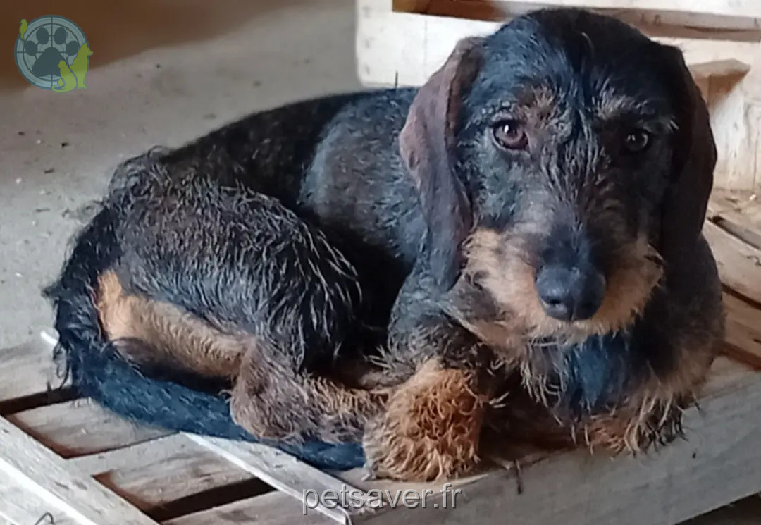 Chienne Perdue 35 Ille-et-Vilaine - Myrtille Chienne Perdue 35 Ille-et-Vilaine - Myrtille
