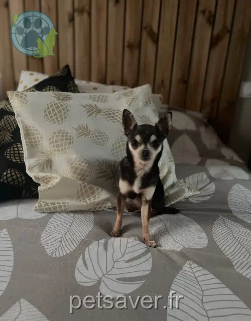 chienne reunited 35580 Goven Pandora