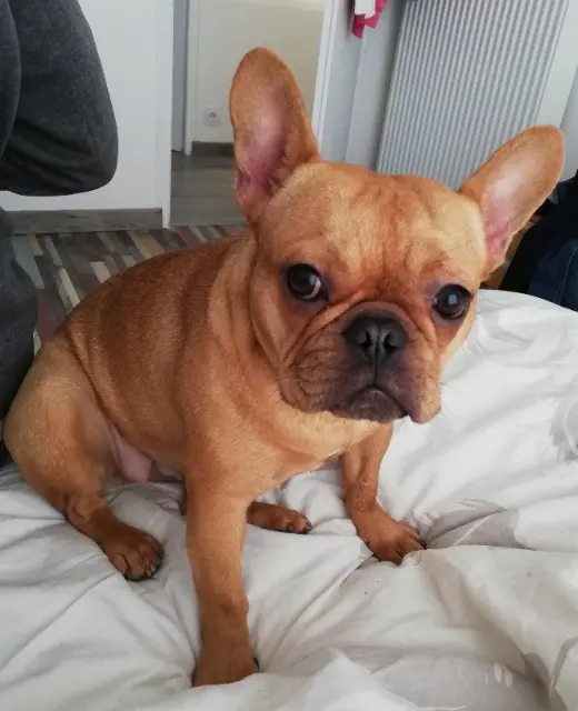 chienne reunited    Piré-Chancé Rmione