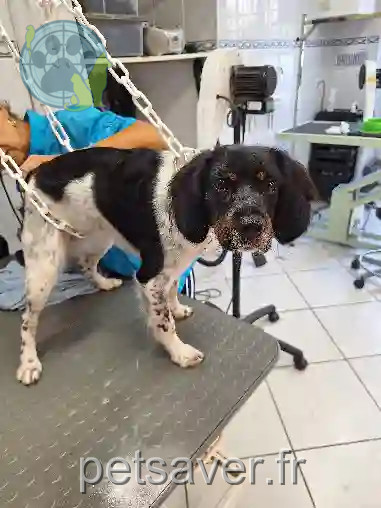 Chienne Trouvée 35 Ille-et-Vilaine Rennes - Uki Chienne Trouvée 35 Ille-et-Vilaine Rennes - Uki