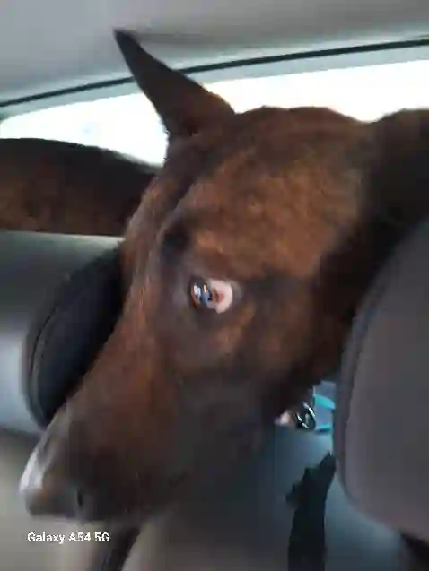 Chienne Trouvée 35 Ille-et-Vilaine - Tara-janot Chienne Trouvée 35 Ille-et-Vilaine - Tara-janot