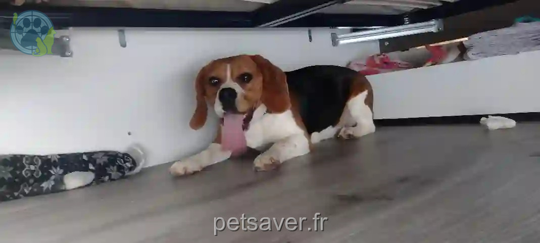 Chienne Trouvée 35 Ille-et-Vilaine - U2 Chienne Trouvée 35 Ille-et-Vilaine - U2