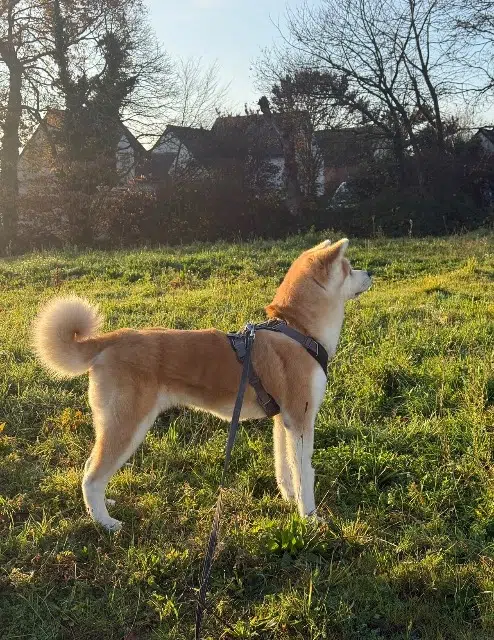 chienne reunited   35320 Poligné Usami