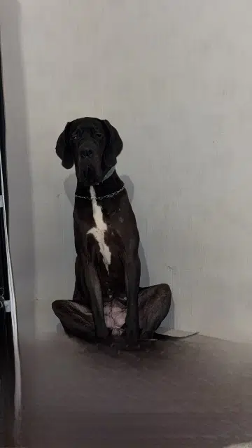 chienne reunited   35230 Noyal-Châtillon-sur-Seiche Vogue