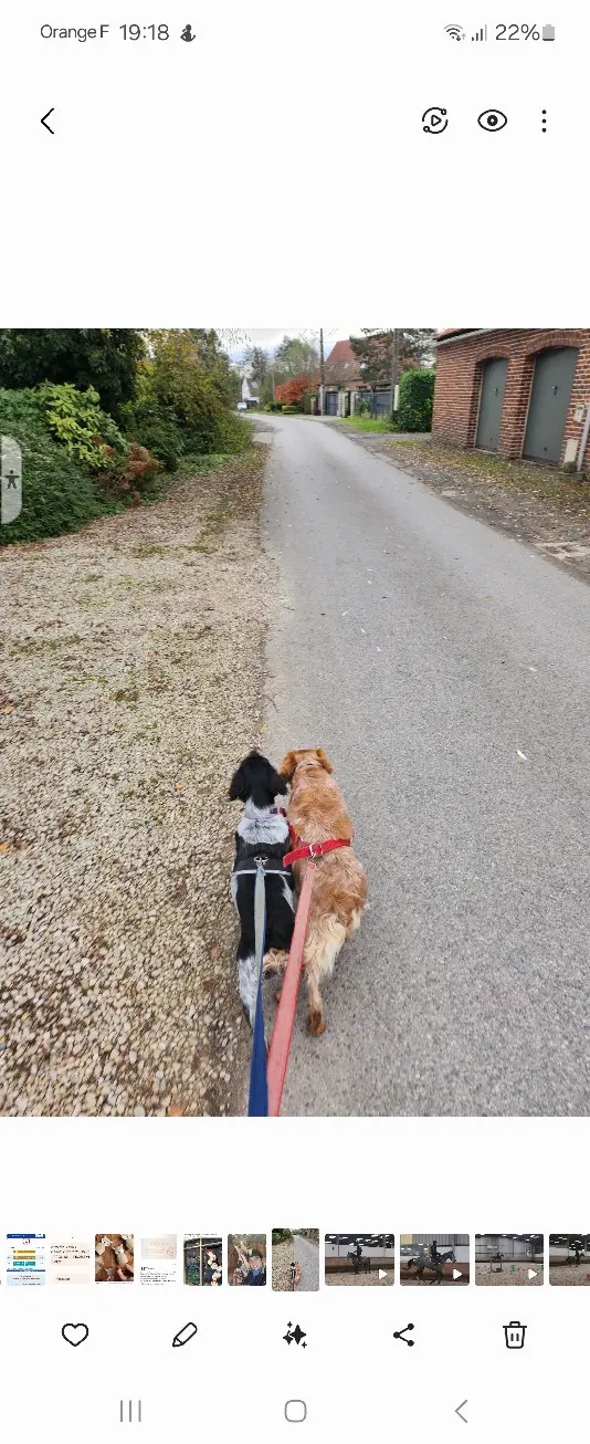 Chienne Perdue 36 Indre Chienne Perdue 36 Indre