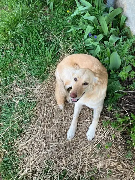 chienne reunited   36800 Nuret-le-Ferron Pockets