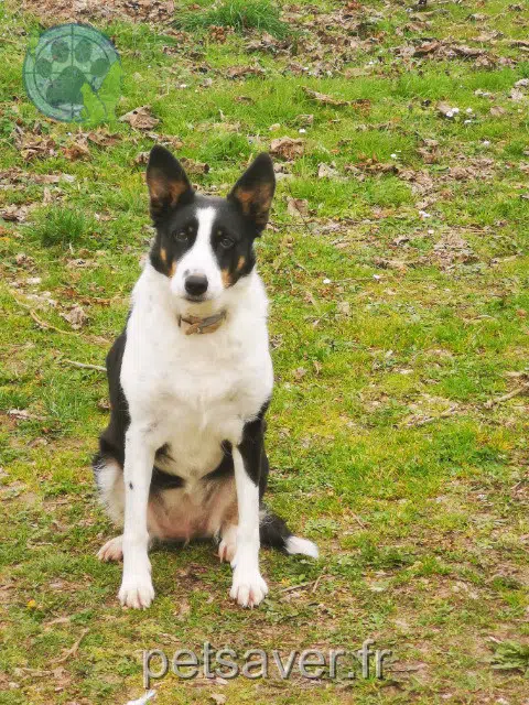 chienne reunited   36220 Mérigny Princesse