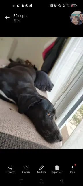 chienne reunited   36360 Luçay-le-Mâle Roxy