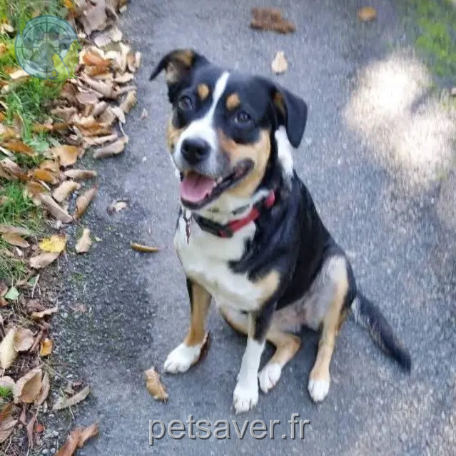 dog reunited 36160 Vigoulant Tya