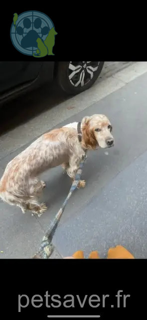 chienne reunited 37340 Rillé Fidji