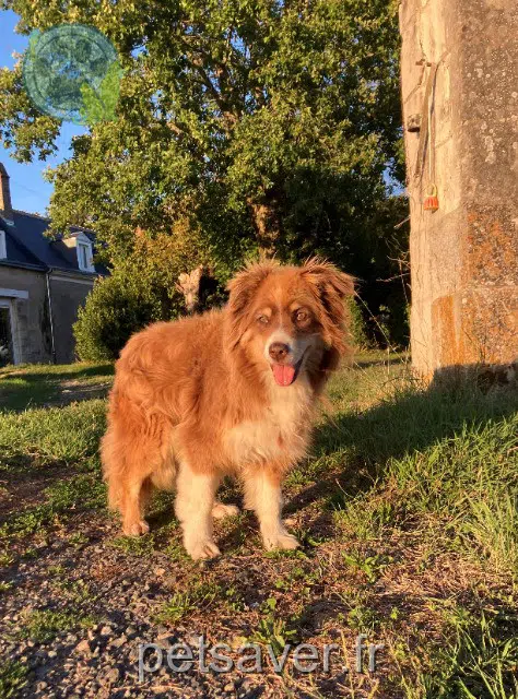chienne reunited 37380 Nouzilly Oplae