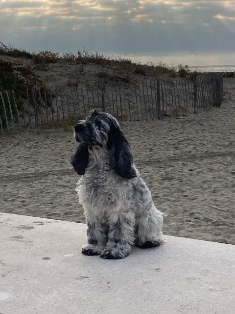 chienne reunited   37540 Saint-Cyr-sur-Loire Oups