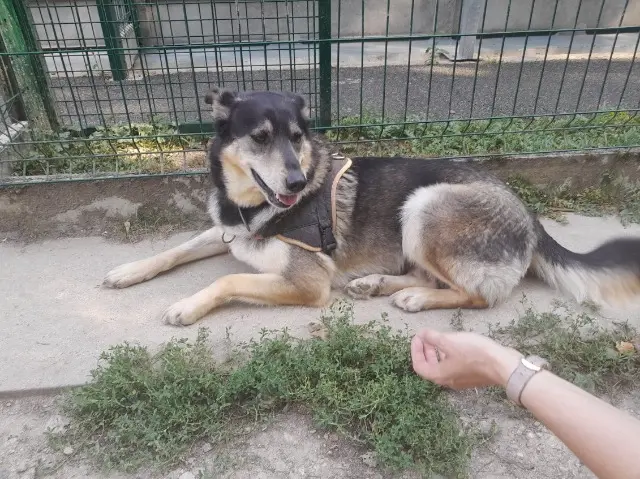 chienne reunited   37800 Saint-Épain Satie