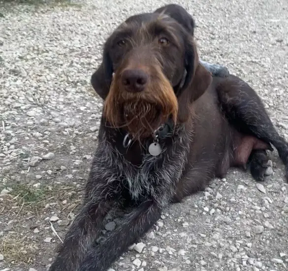 chienne reunited   37110 Neuville-sur-Brenne URCIZE