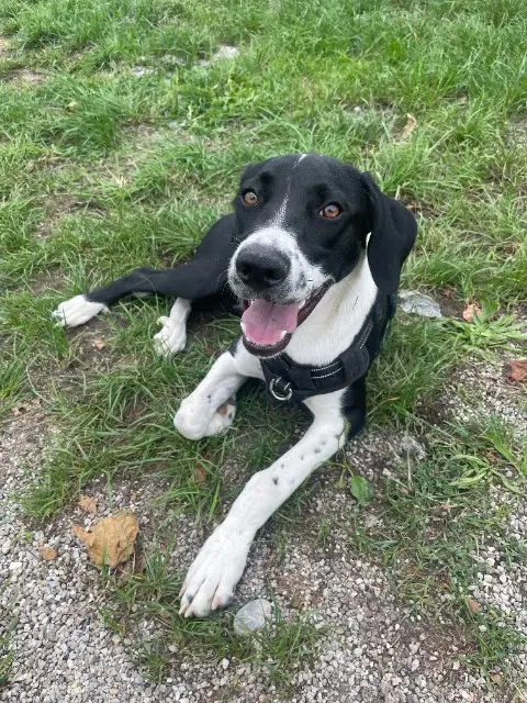 chienne reunited   38510 Sermérieu Athena