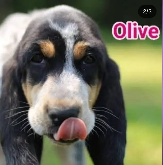 chienne reunited    Autrans-Méaudre en Vercors Olive