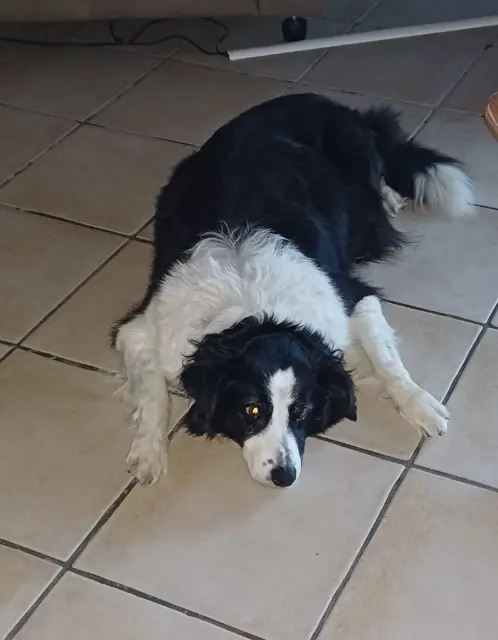 chienne reunited   38500 Voiron Bella