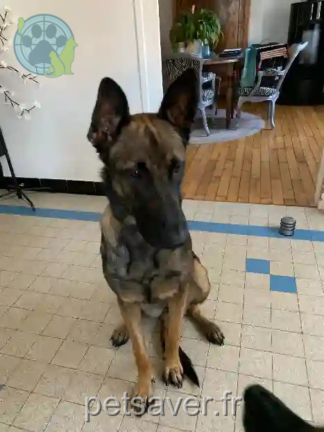 Chienne Trouvée 38 Isère - Bella Chienne Trouvée 38 Isère - Bella