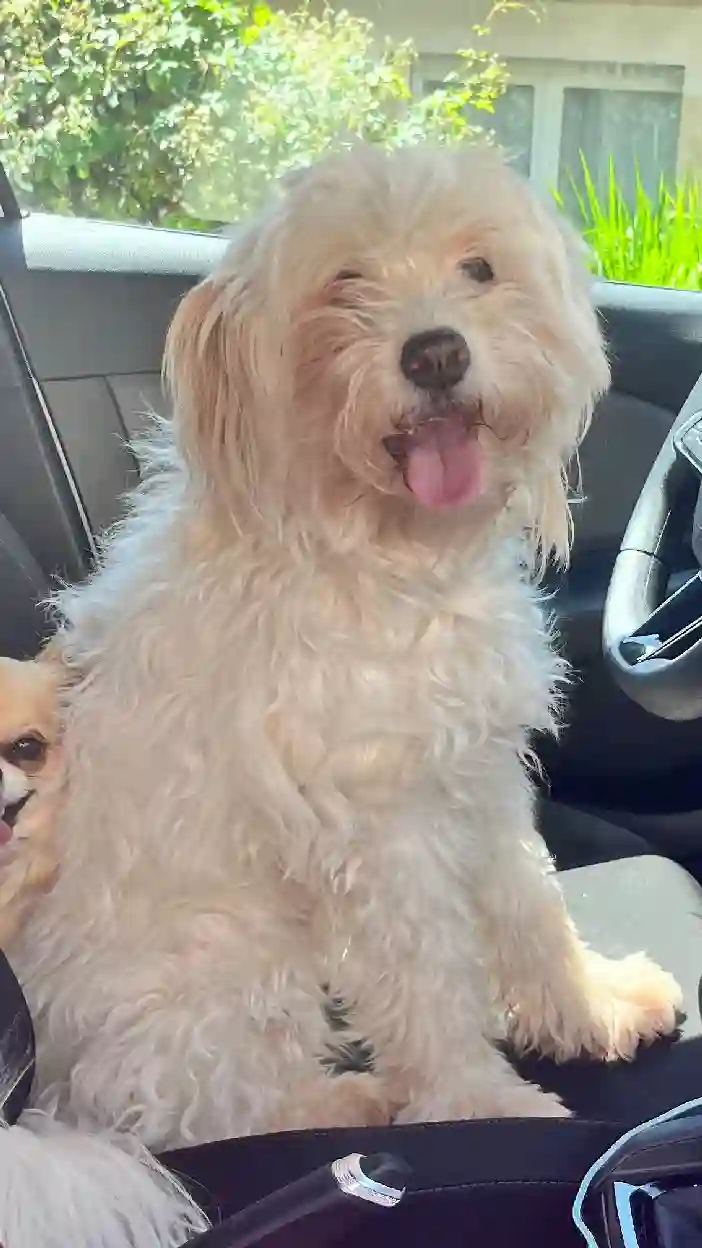 Chienne Trouvée 38 Isère - Fidji Chienne Trouvée 38 Isère - Fidji
