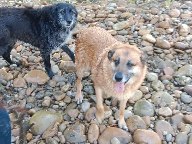 chienne reunited   38270 Marcollin Latika