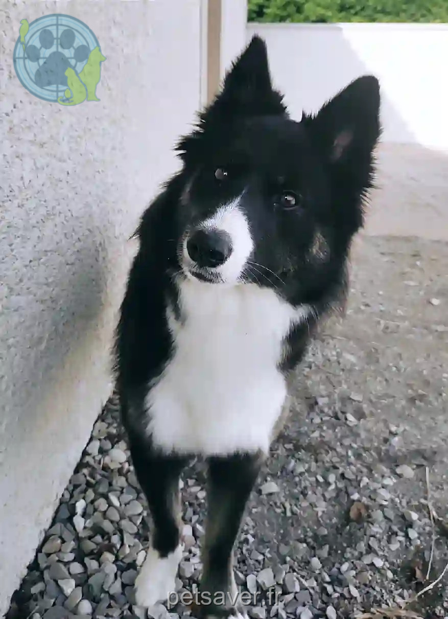 Chienne Trouvée 38 Isère - Luna Chienne Trouvée 38 Isère - Luna