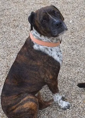 chienne reunited   38640 Claix Maya