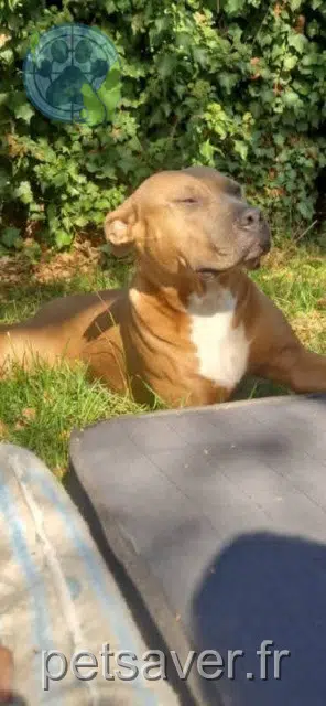chienne reunited   38160 Saint-Sauveur Naya