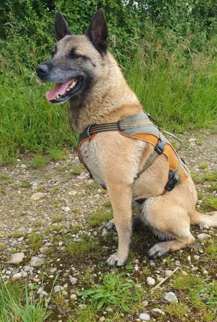 chienne reunited   38280 Villette-d'Anthon Nessie