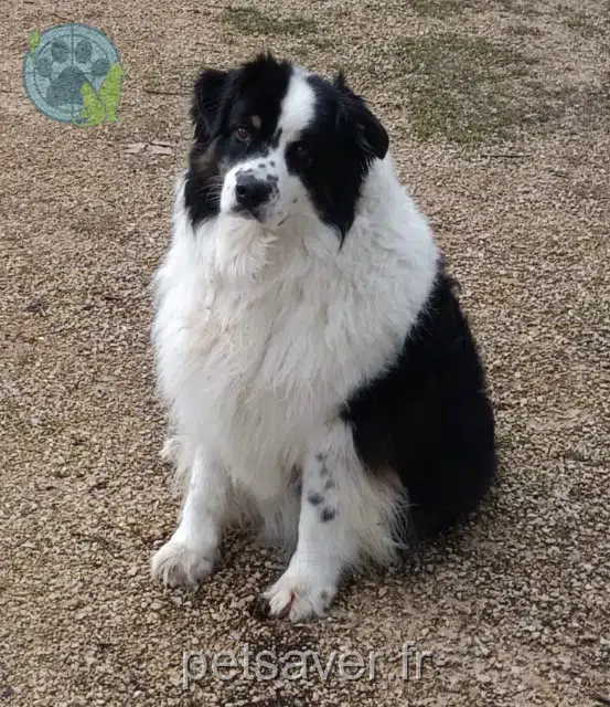 dog reunited   38300 Saint-Agnin-sur-Bion Okie