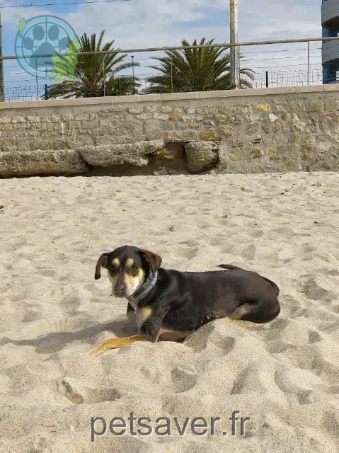 chienne reunited 38680 Choranche Oria