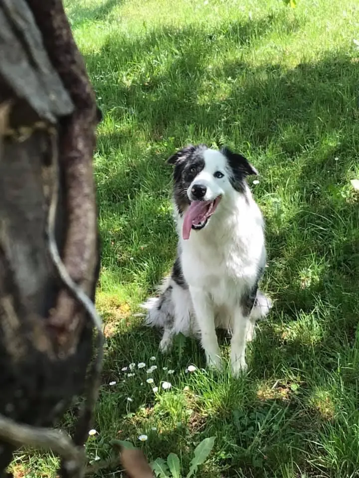 Chienne Trouvée 38 Isère - Pooky Chienne Trouvée 38 Isère - Pooky