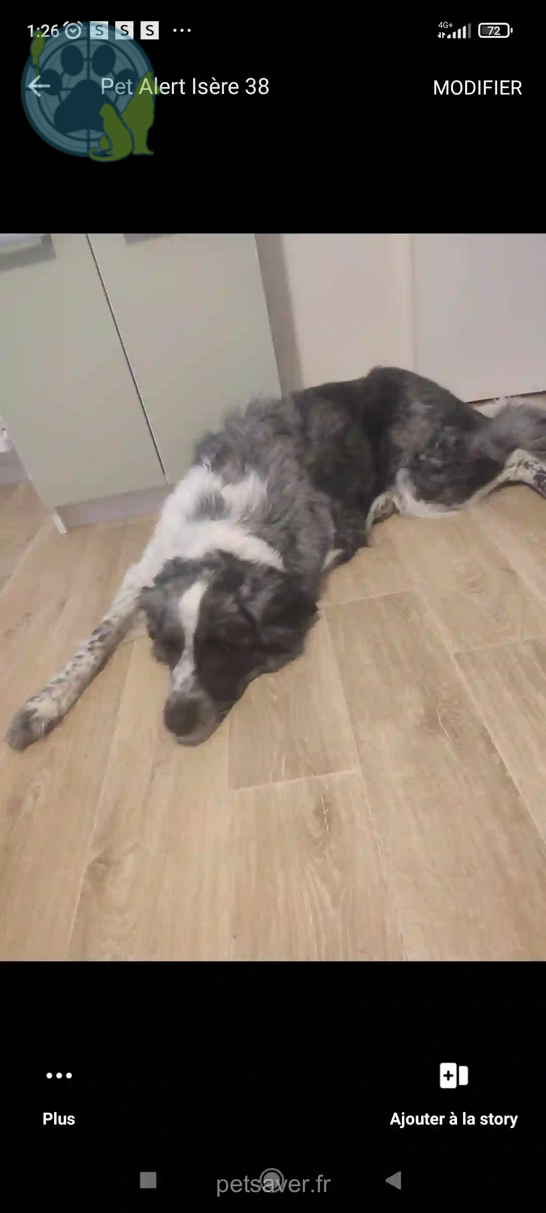 Chienne Trouvée 38 Isère - Shensi Chienne Trouvée 38 Isère - Shensi