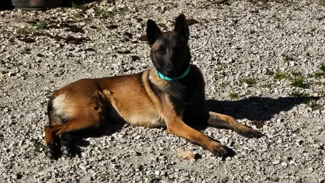 chienne reunited   38380 Miribel-les-Échelles Uness