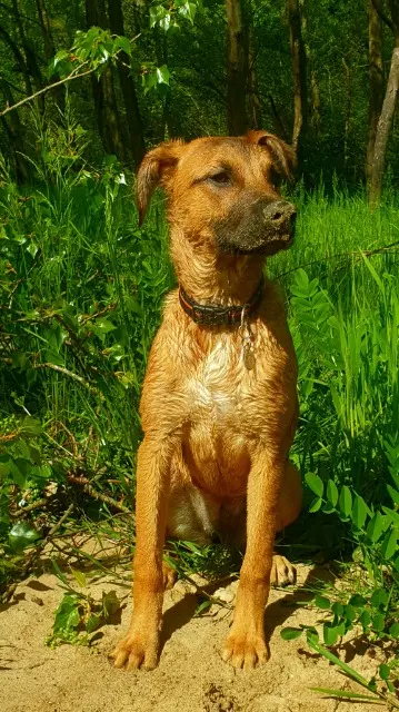 chienne reunited   38550 Clonas-sur-Varèze Vanda