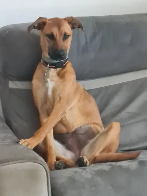 chienne reunited   38550 Clonas-sur-Varèze Vanda