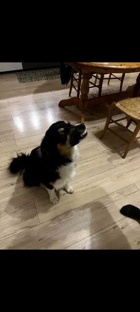chienne reunited   39600 Les Arsures Holly