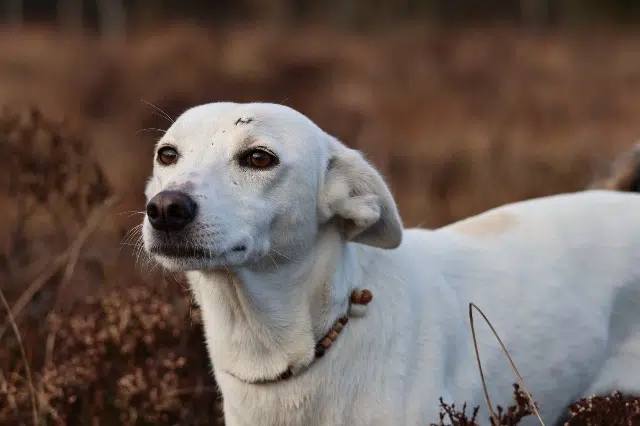 chienne reunited   39300 Loulle Umka