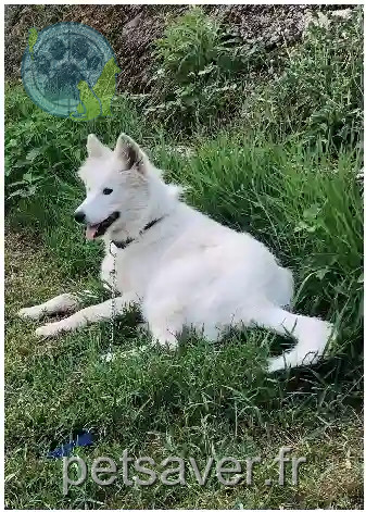 Chienne Trouvée 40 Landes - Bosnie Chienne Trouvée 40 Landes - Bosnie