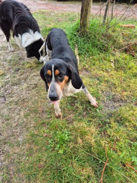 chienne reunited   40370 Rion-des-Landes Chienne