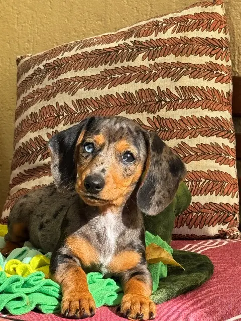 chienne reunited   40230 Orx Paulette
