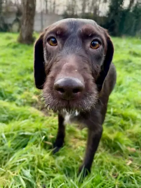chienne reunited   41400 Saint-Georges-sur-Cher Belle