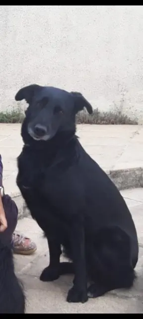 chienne reunited   41350 Montlivault Morrigan