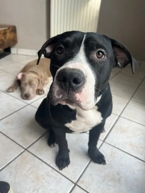 chienne reunited   42600 Pralong Chichi