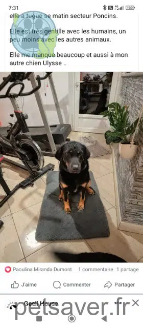chienne reunited   42110 Poncins Mia