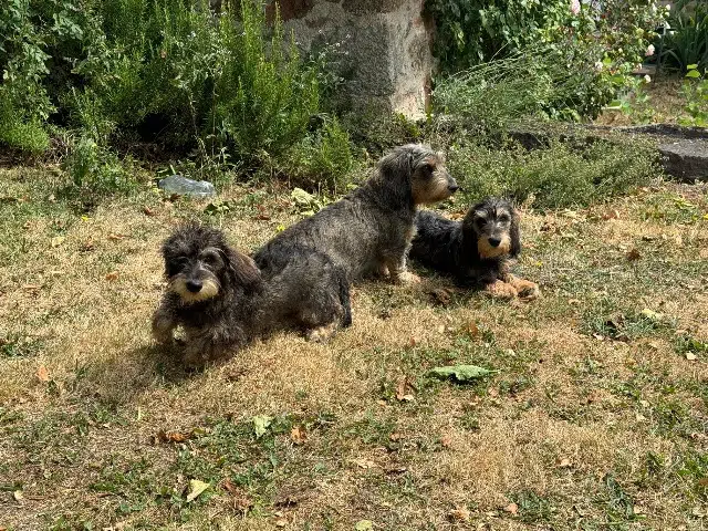 chienne reunited   42510 Nervieux Rika