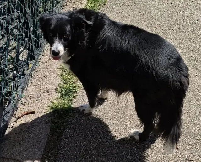 chienne reunited    Saint-Étienne SHANNA