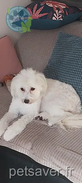 chienne reunited   42170 Saint-Just-Saint-Rambert Uli